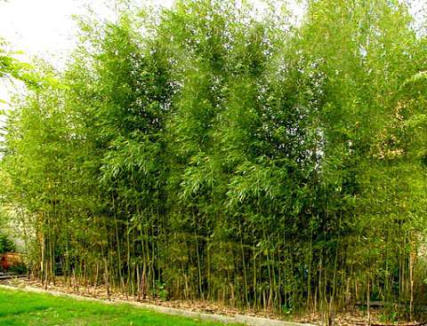 Jobs in Bamboo Plants - reviews